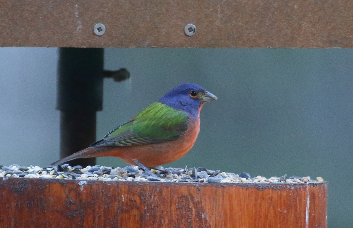 Painted Bunting - ML645756618