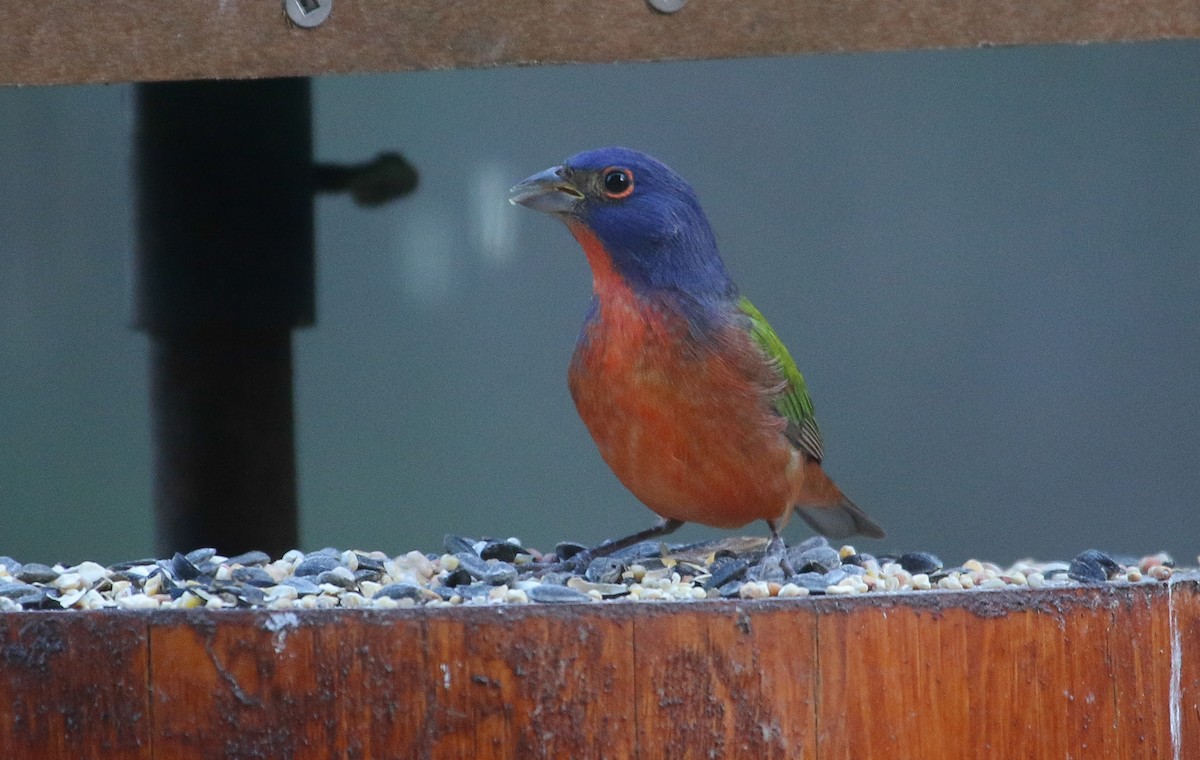 Painted Bunting - ML645756622