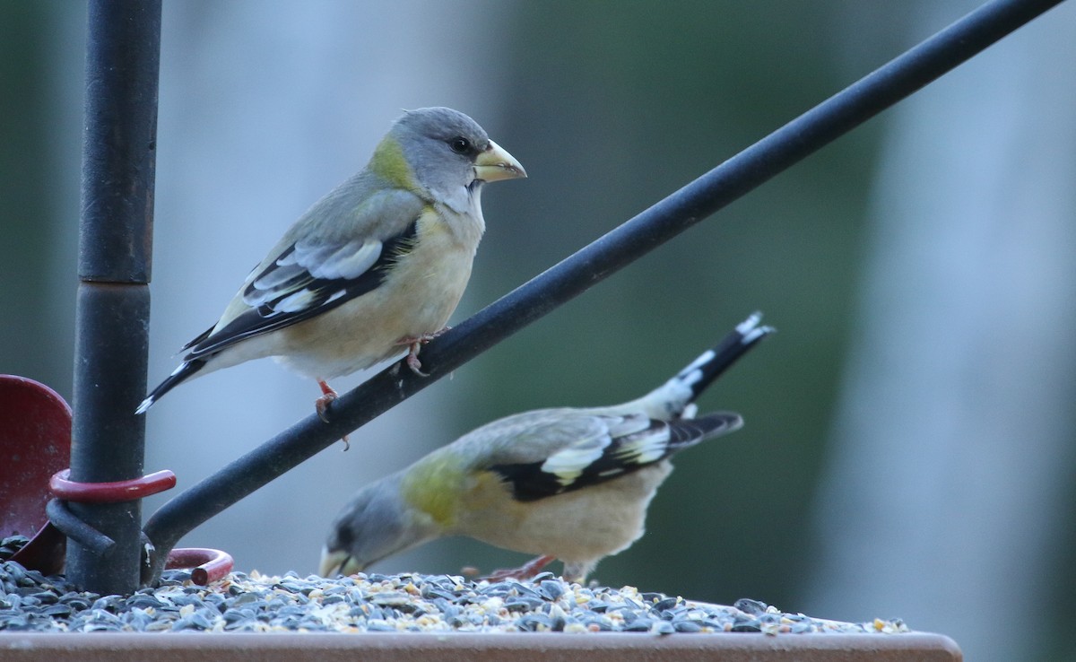 Evening Grosbeak - ML645756628