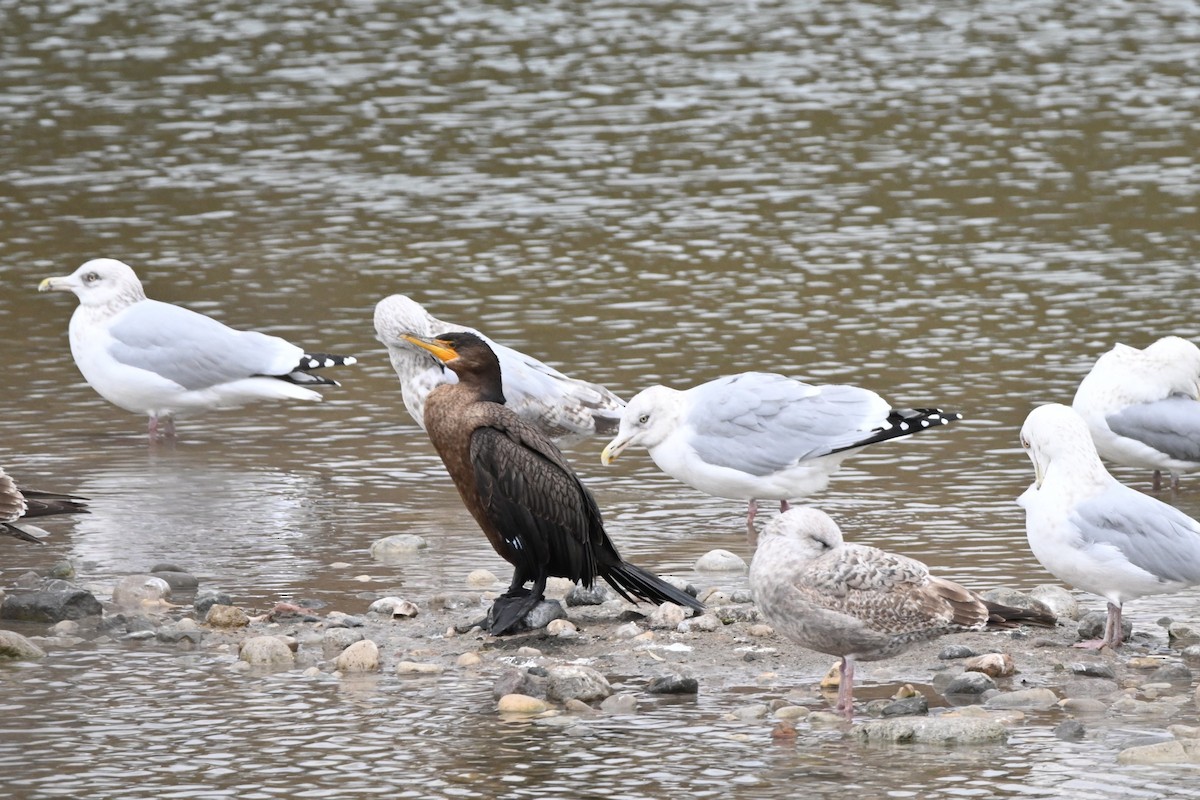 Double-crested Cormorant - ML645756629