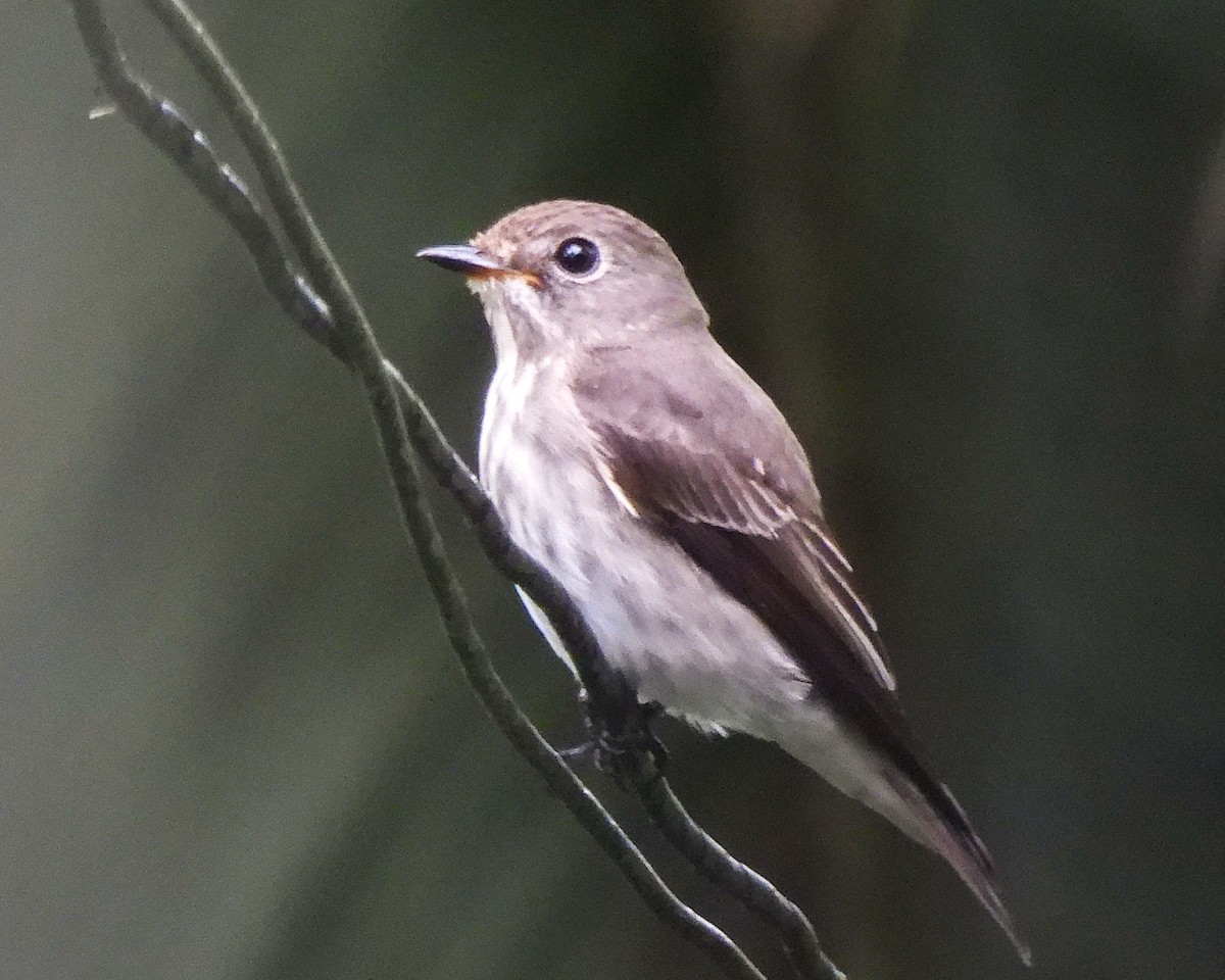 Gray-streaked Flycatcher - ML645756630