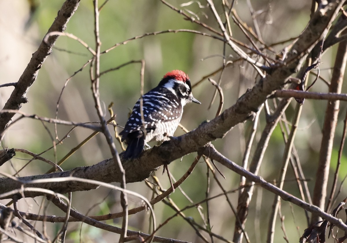 Nuttall's Woodpecker - ML645756632