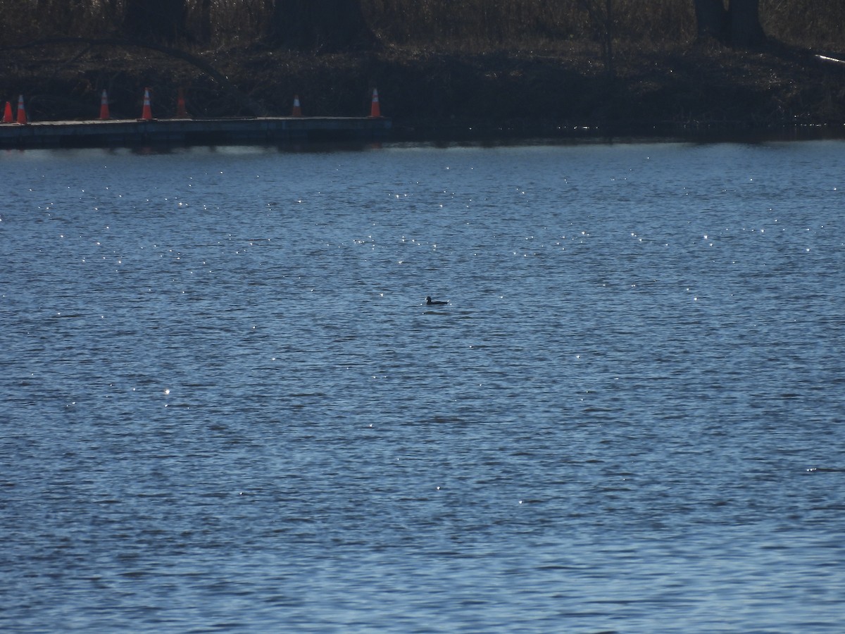 White-winged Scoter - ML645756635