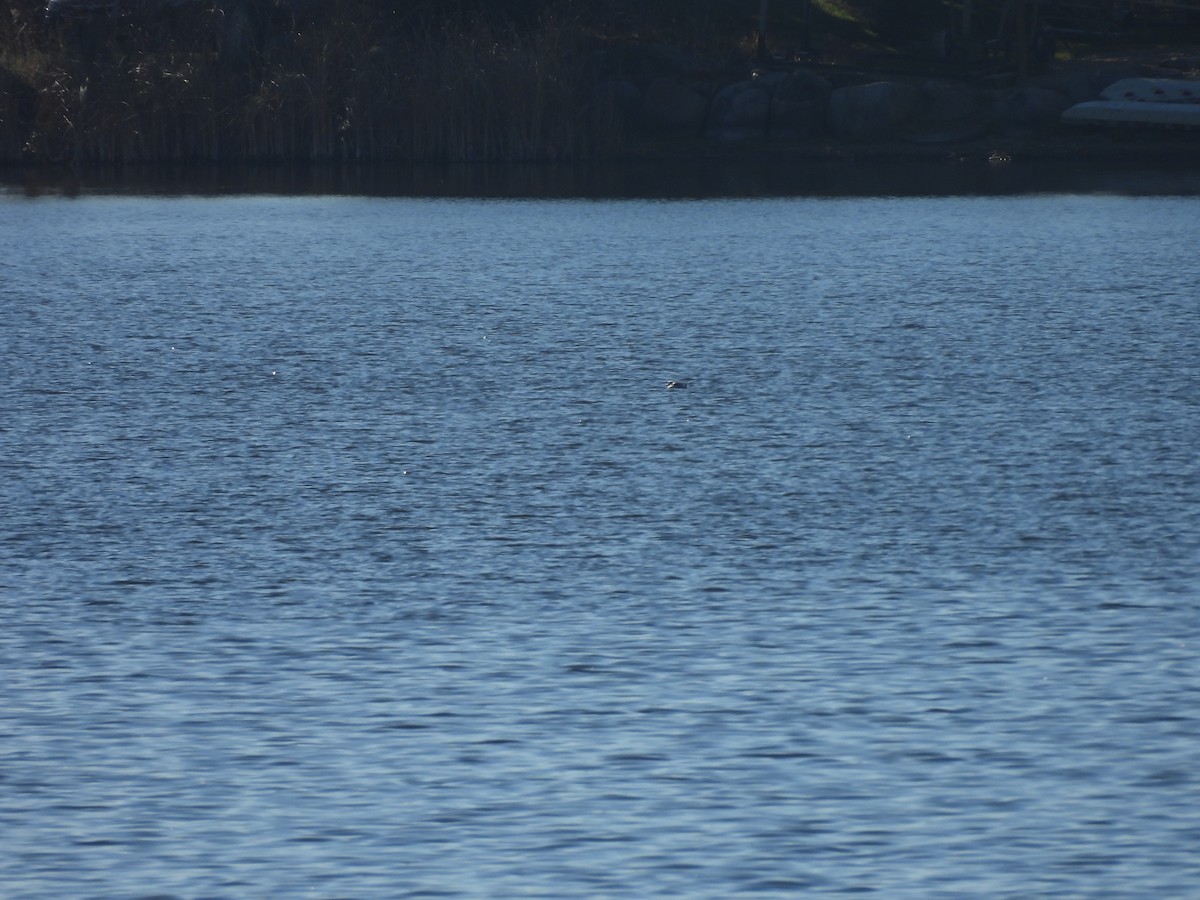 Long-tailed Duck - ML645756680