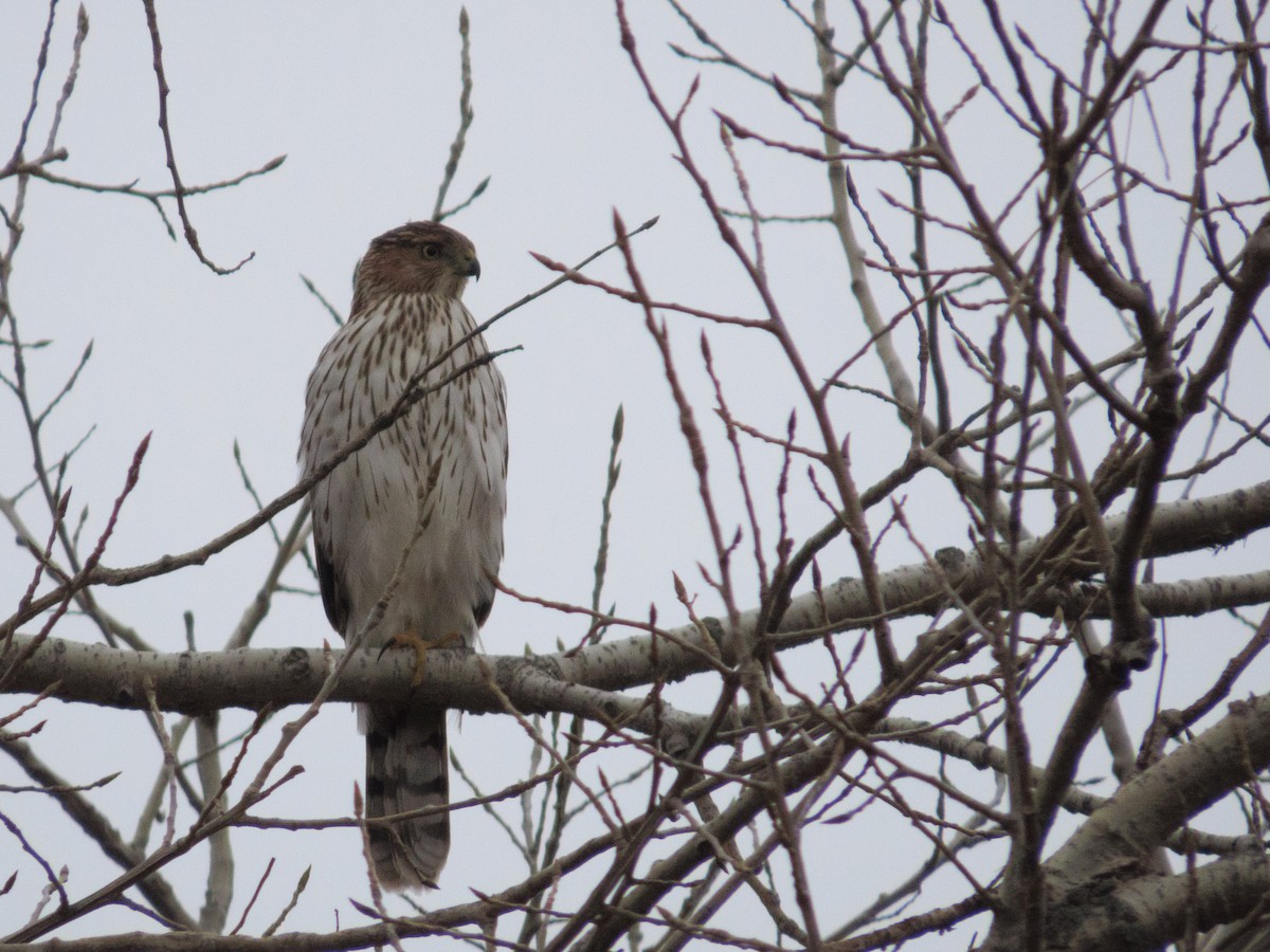 Cooper's Hawk - ML645756697