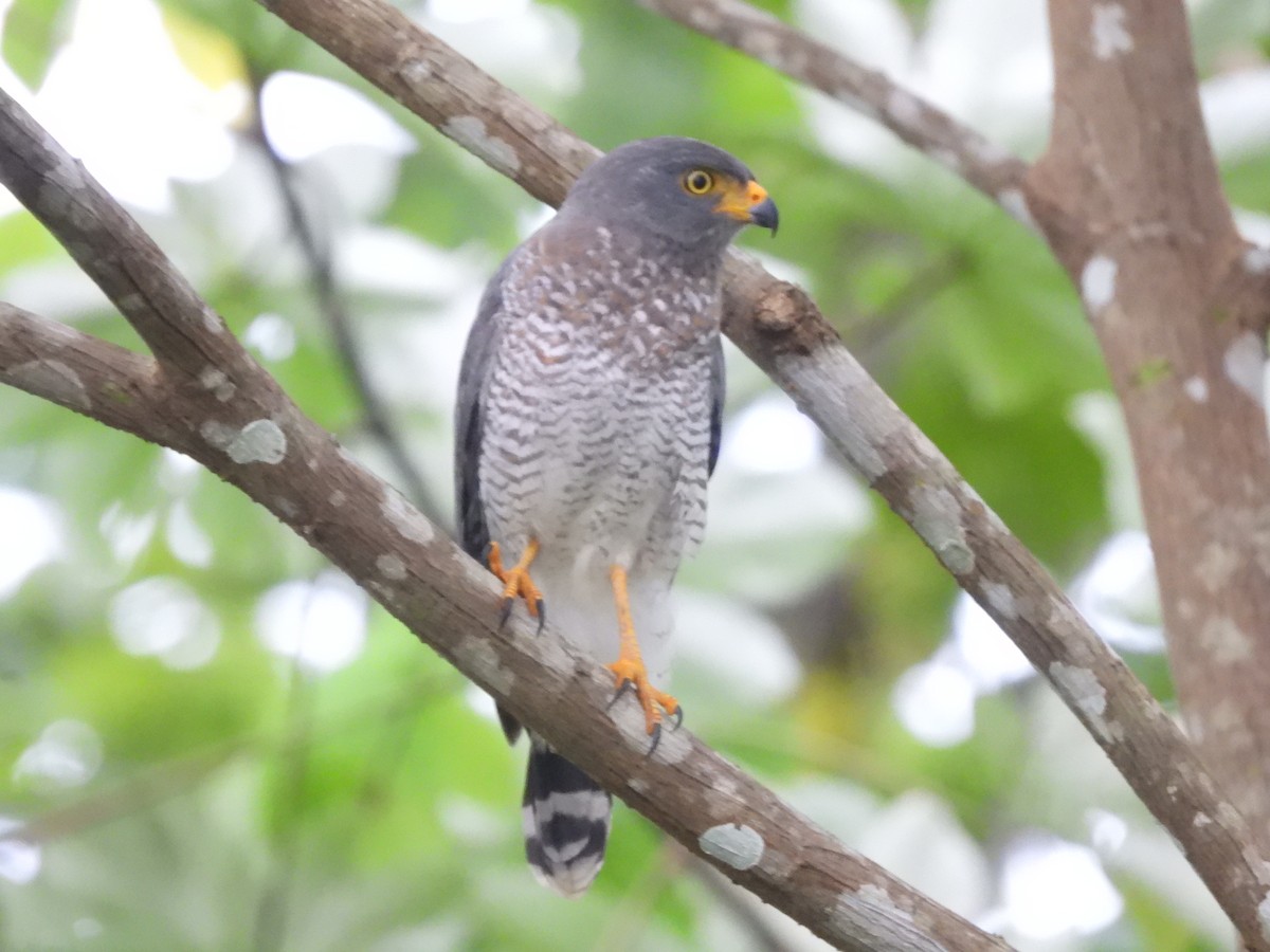 káně krahujová - ML645756699