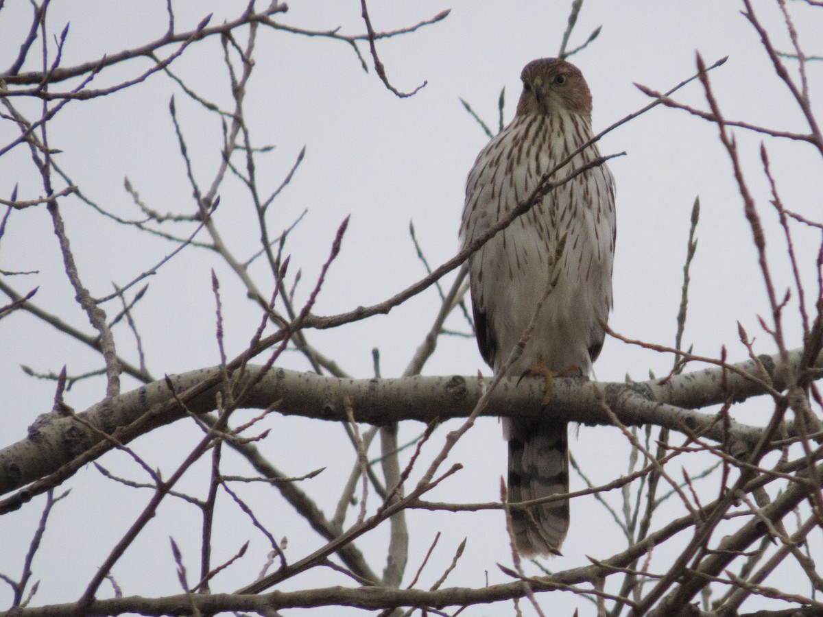 Cooper's Hawk - ML645756700