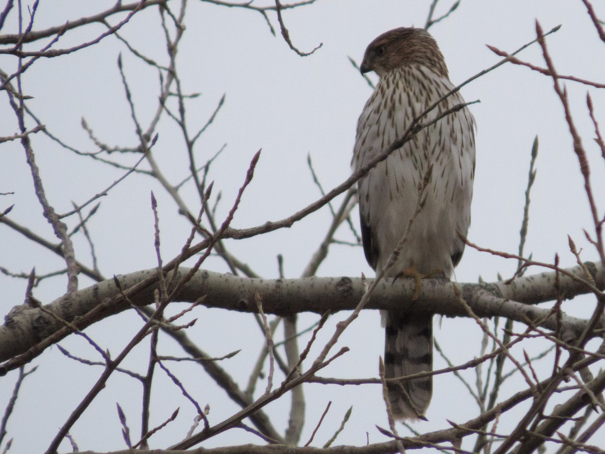 Cooper's Hawk - ML645756709