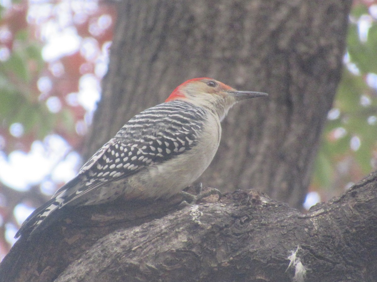 Red-bellied Woodpecker - ML645756736