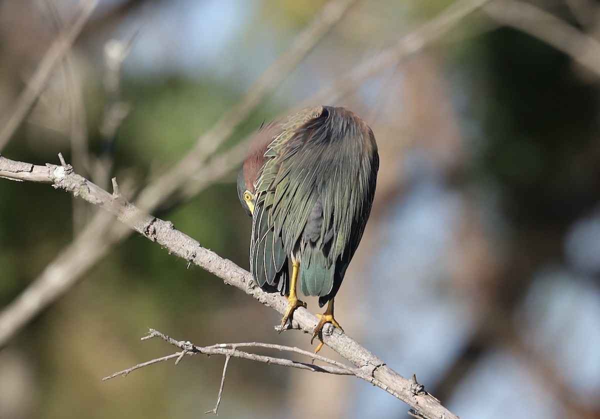 Green Heron - ML645756737