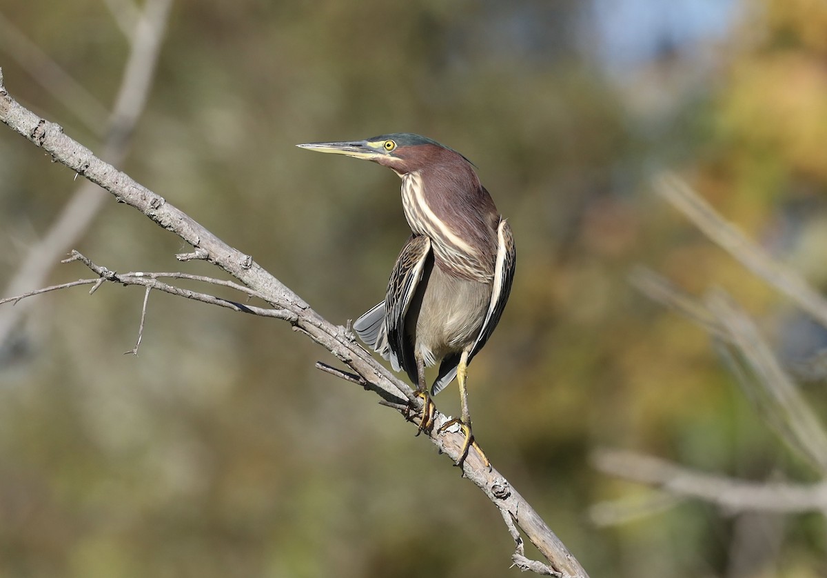 Green Heron - ML645756738