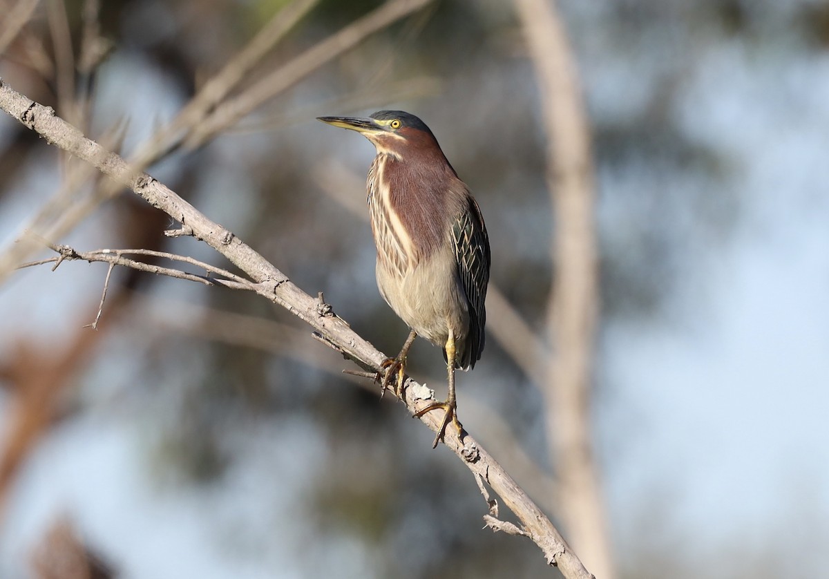 Green Heron - ML645756739