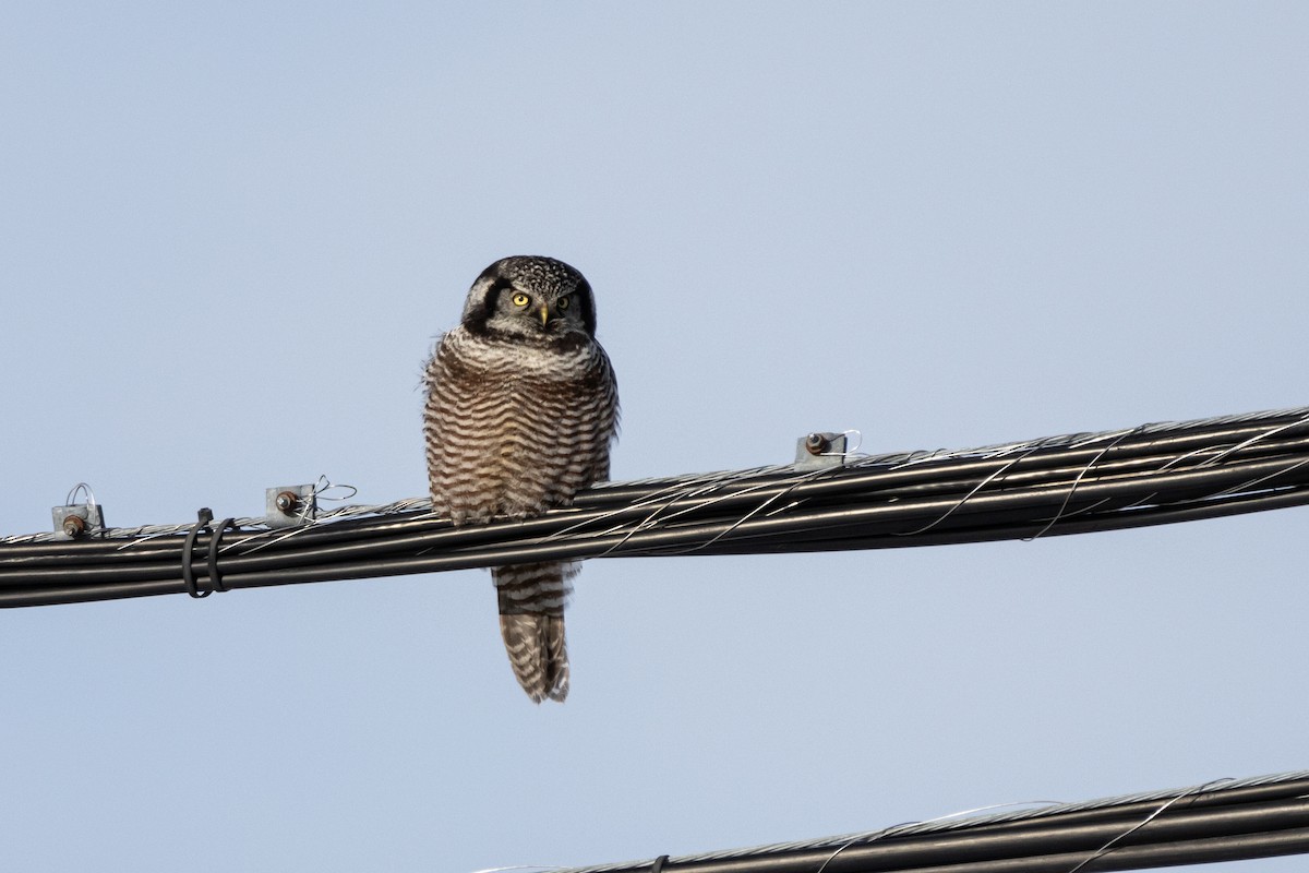 sovice krahujová - ML645756745