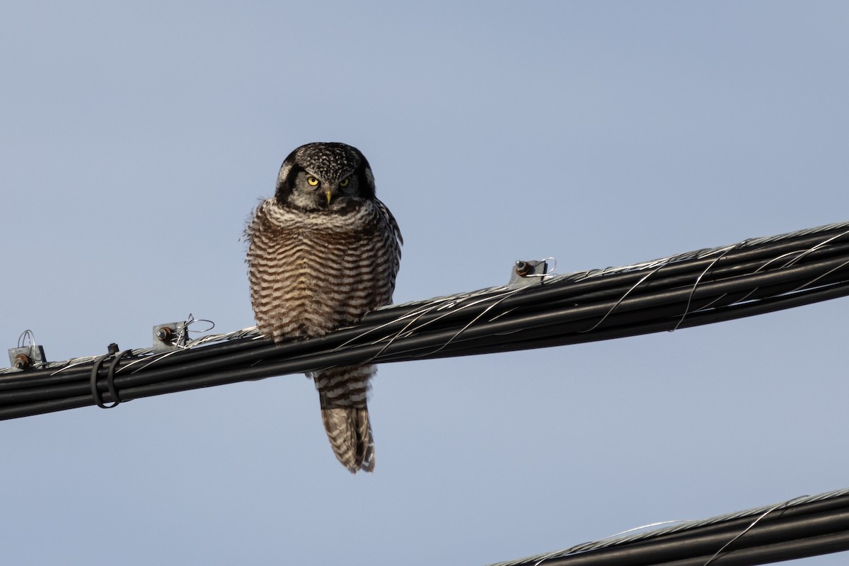 sovice krahujová - ML645756746