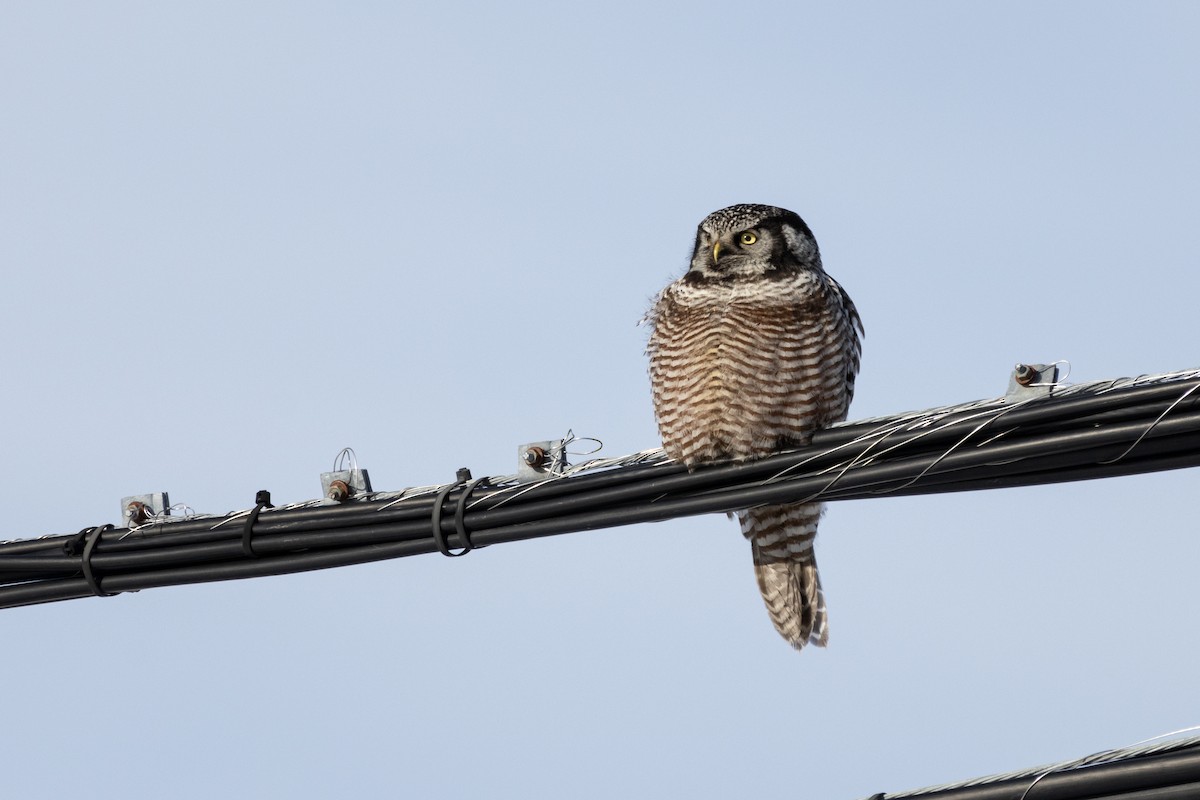 sovice krahujová - ML645756747