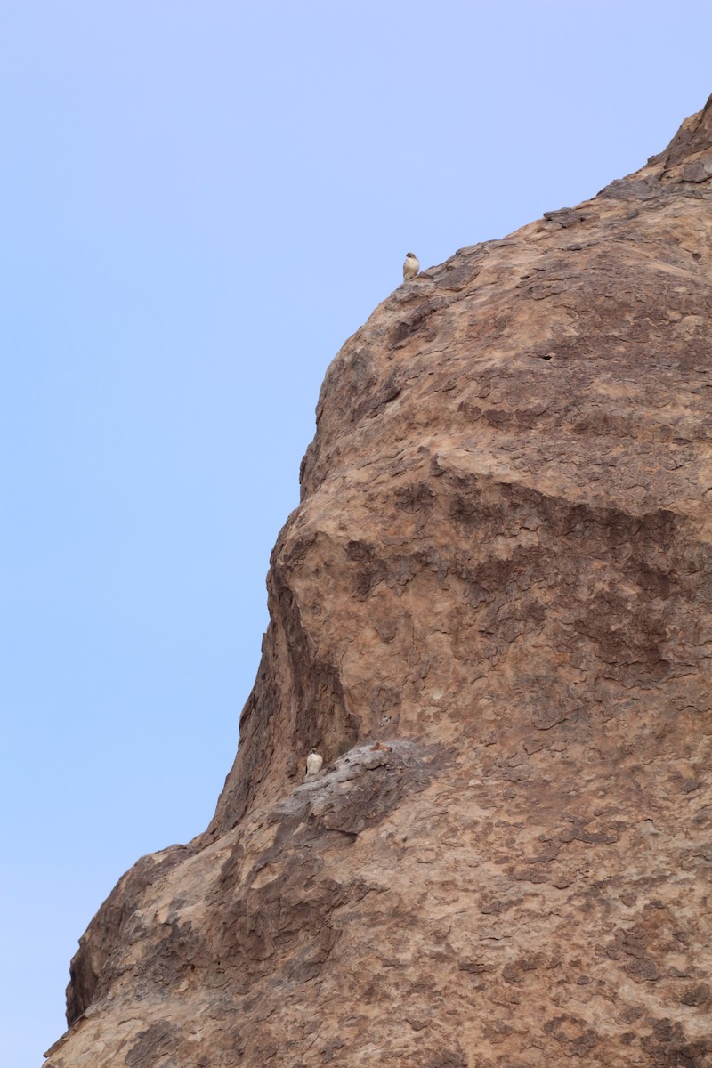 Red-tailed Hawk (fuertesi) - ML645756749
