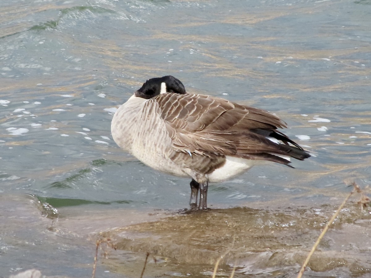 Canada Goose - ML645756750