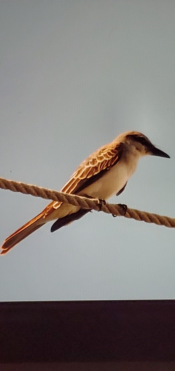 Gray Kingbird - ML645756752