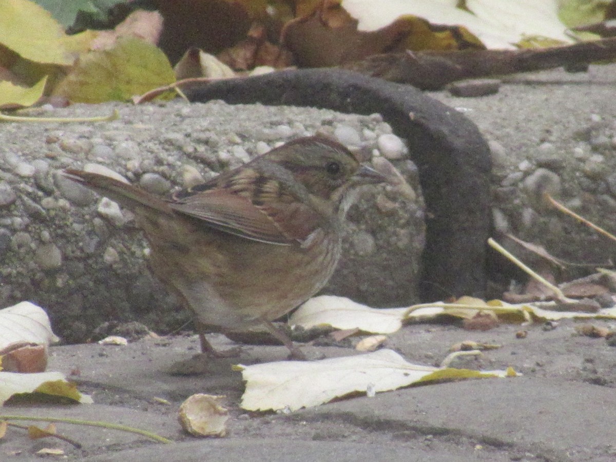 Swamp Sparrow - ML645756753