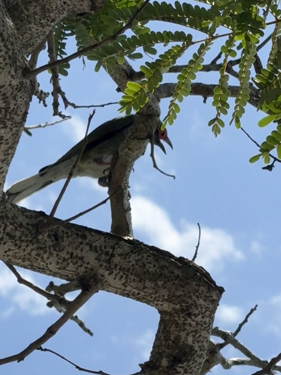 fíkovec australasijský - ML645756756