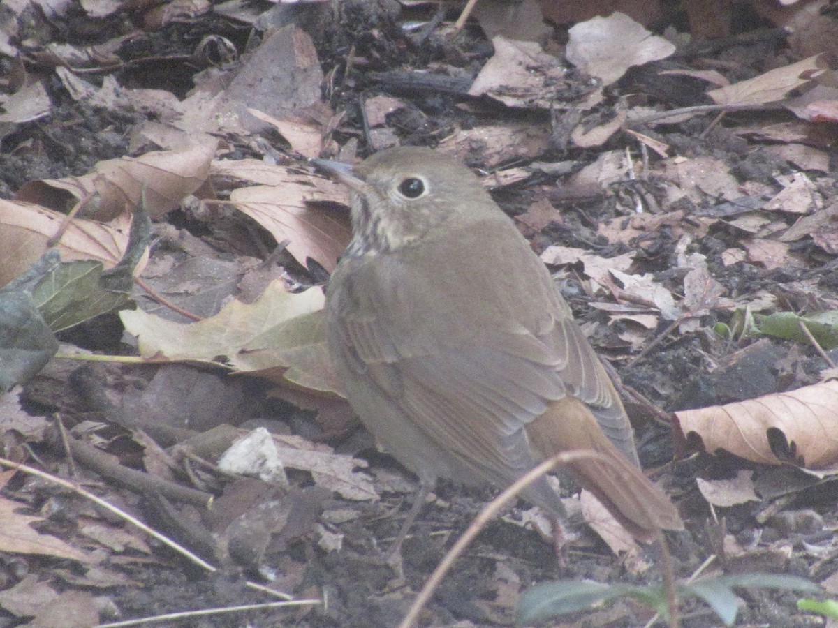 Hermit Thrush - ML645756769