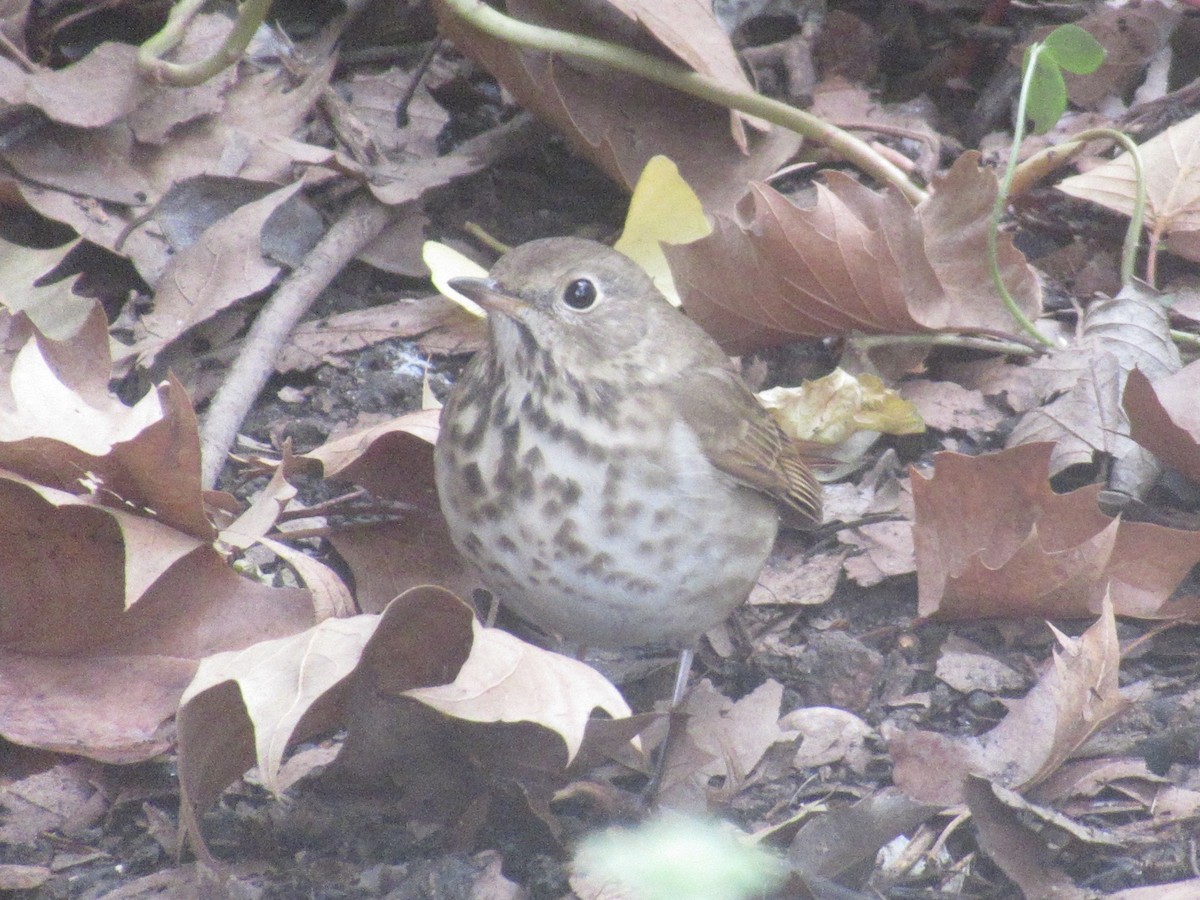Hermit Thrush - ML645756771
