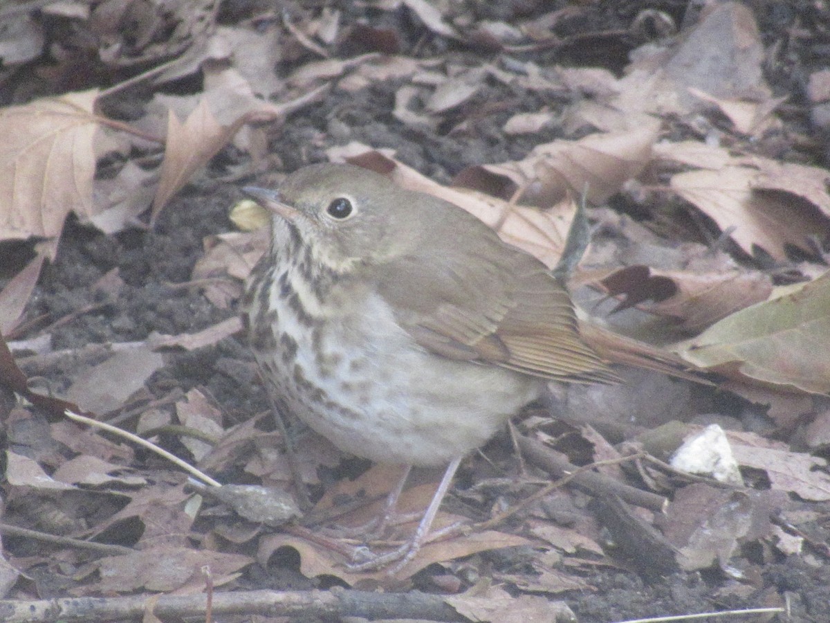 Hermit Thrush - ML645756773