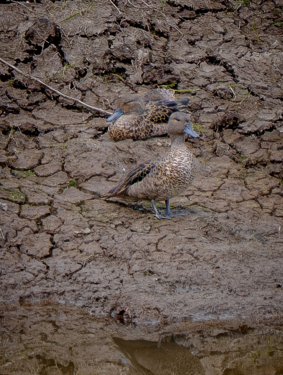 Sarcelle des Andes - ML645756777