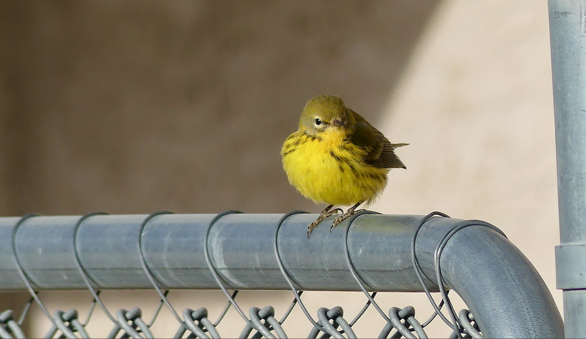 Prairie Warbler - ML645756780