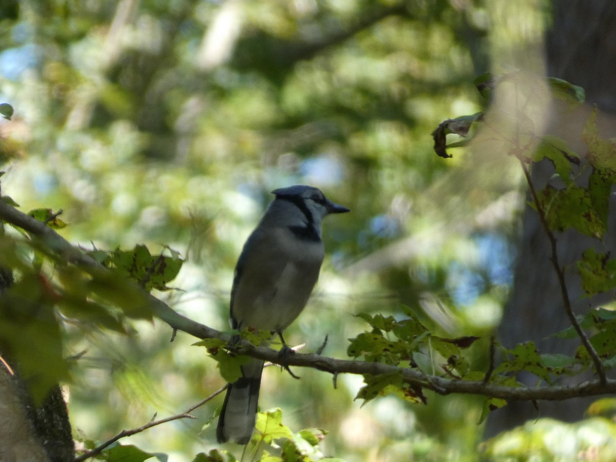 Blue Jay - ML645756808