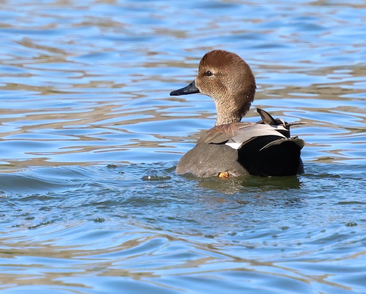 Серая утка - ML645756810