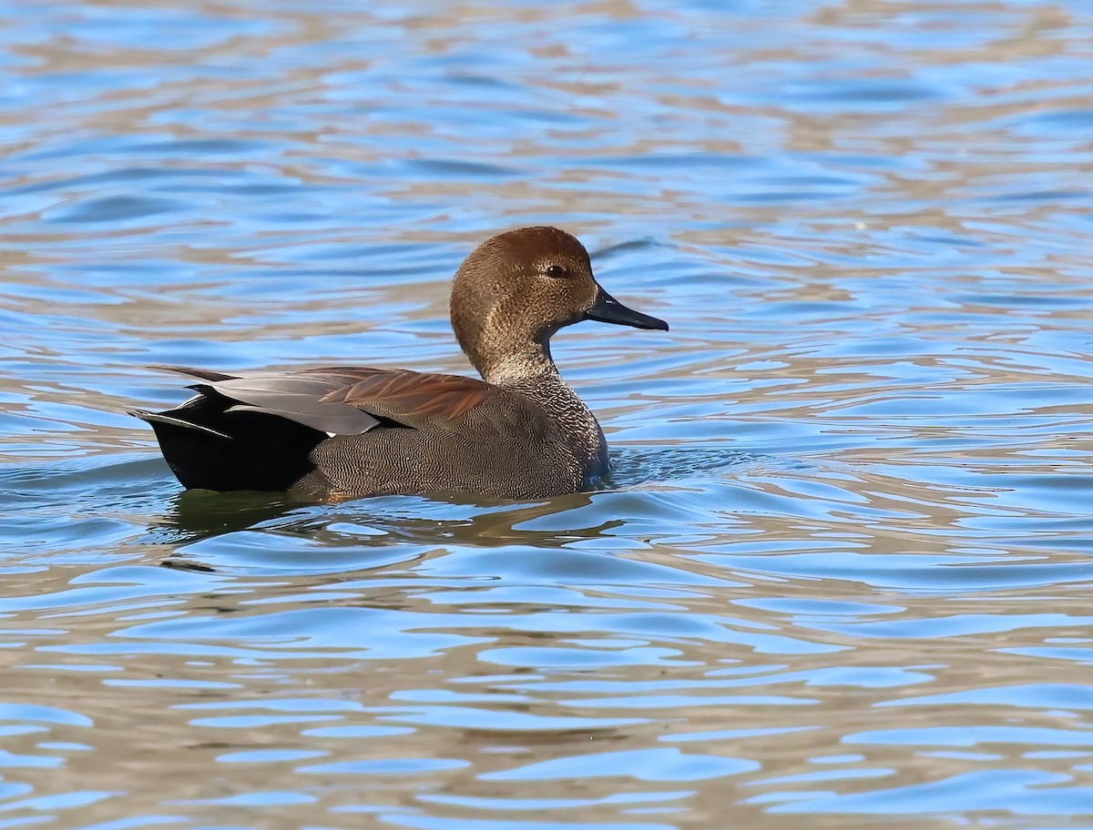 Серая утка - ML645756811