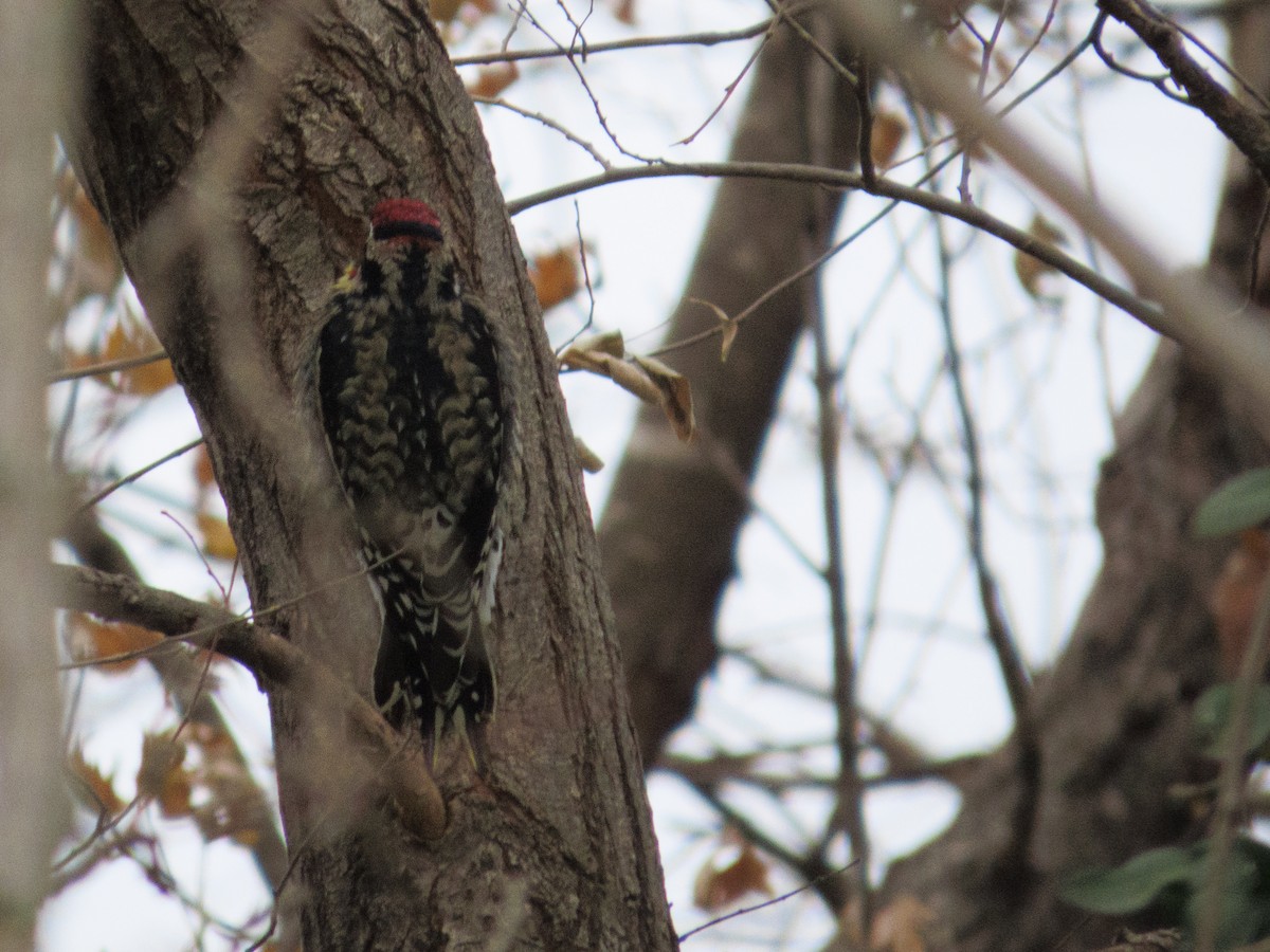 Yellow-bellied Sapsucker - ML645756813