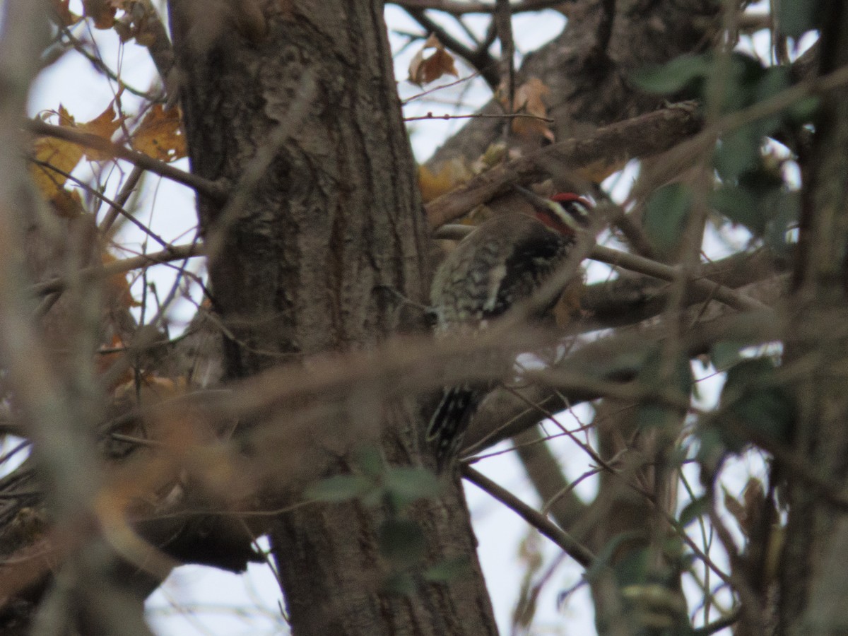 Yellow-bellied Sapsucker - ML645756814