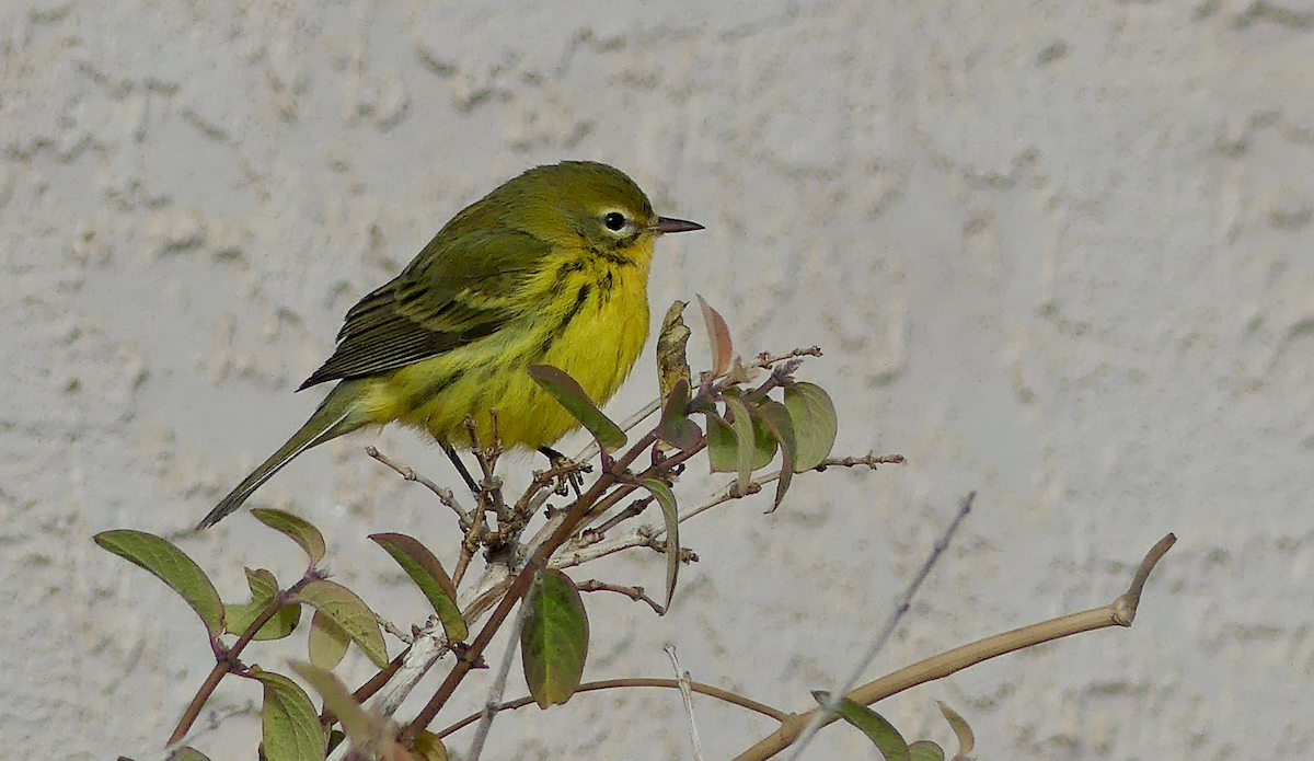 Prairie Warbler - ML645756817