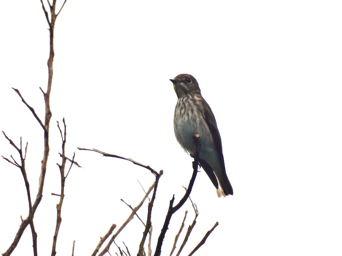 Gray-streaked Flycatcher - ML645756820