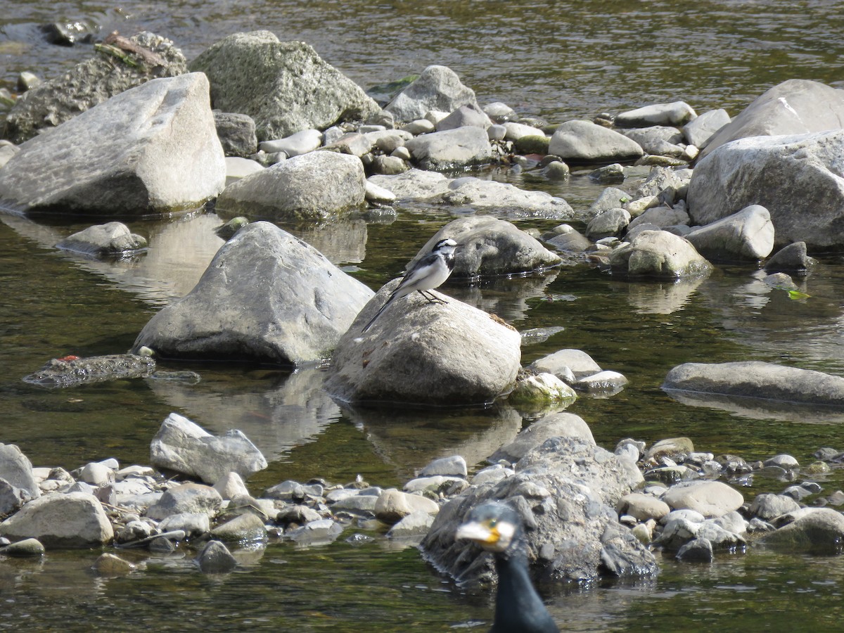 鸕鷀 - ML645756826