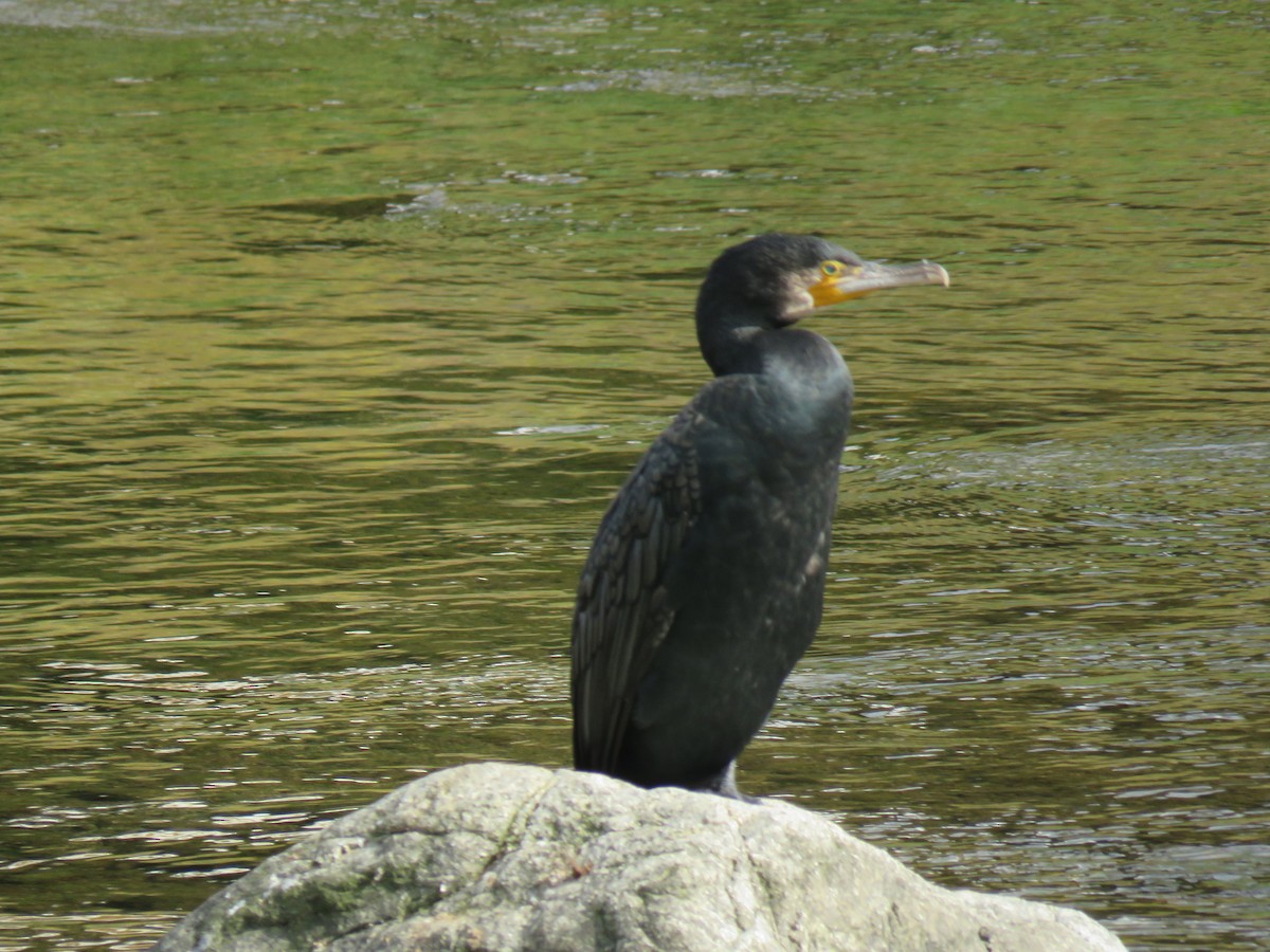 鸕鷀 - ML645756828