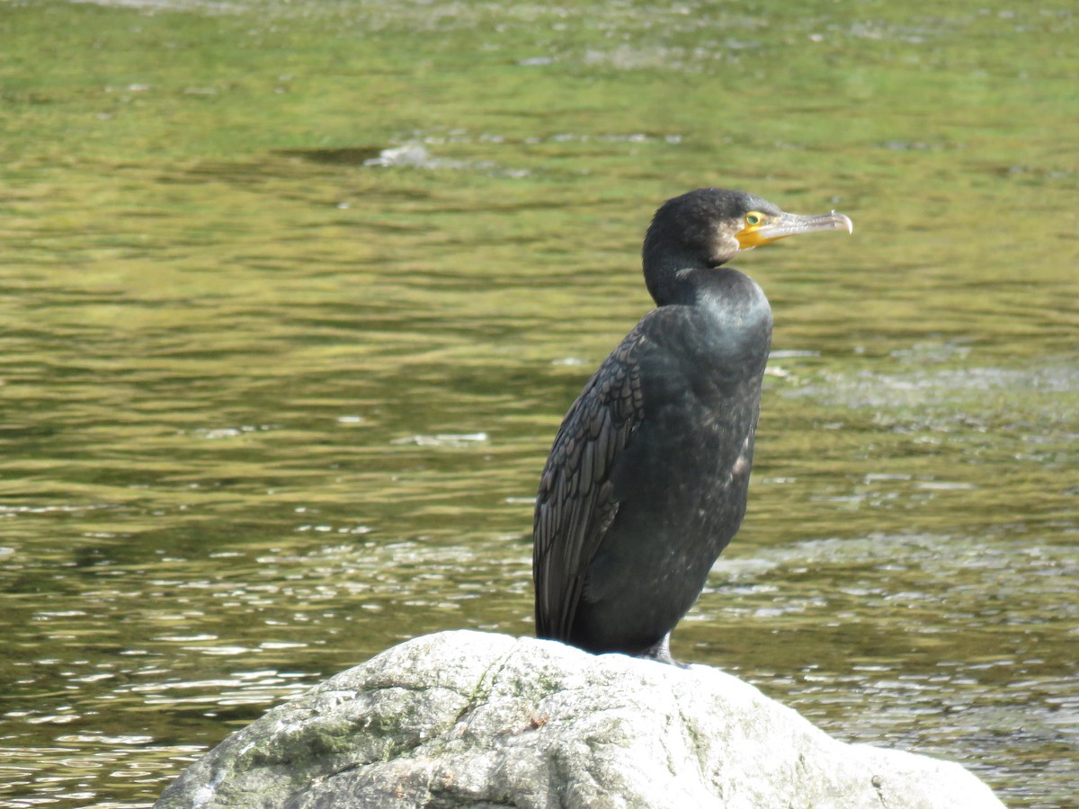 鸕鷀 - ML645756829