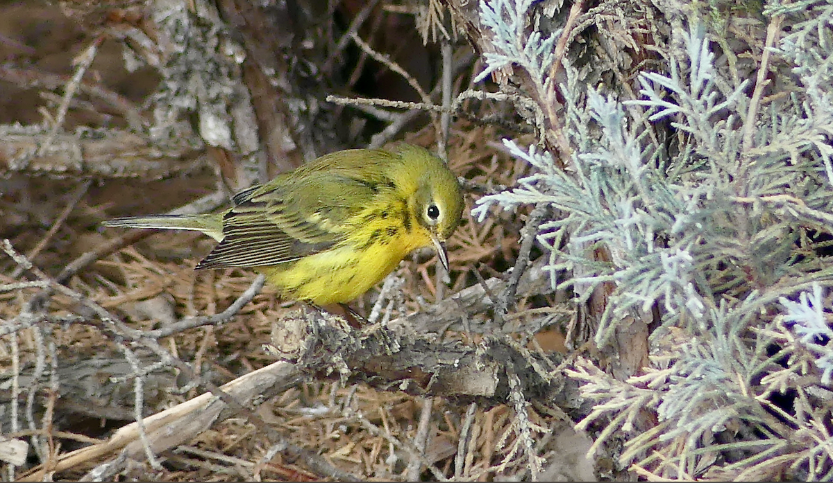 Prairie Warbler - ML645756837