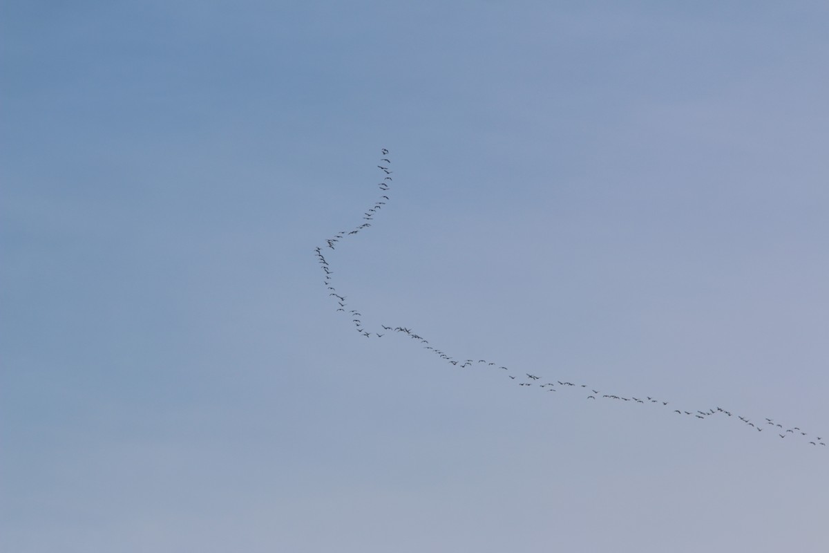 Double-crested Cormorant - ML645756840