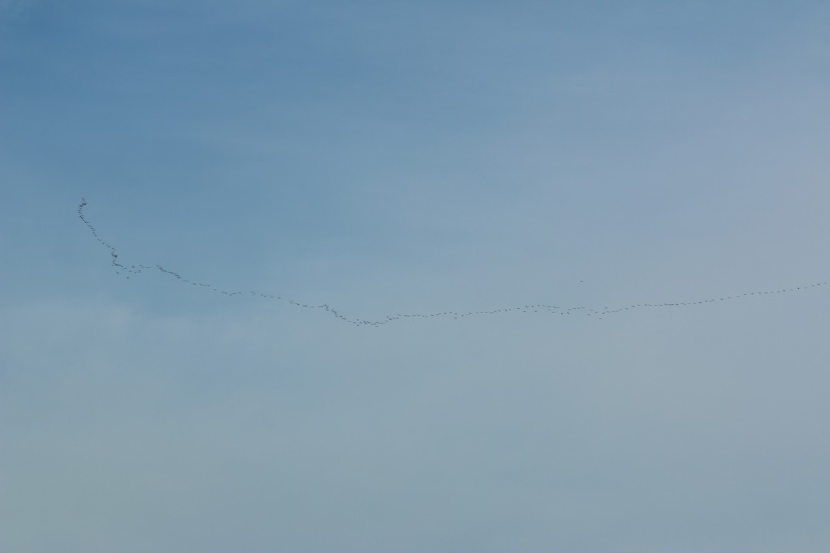 Double-crested Cormorant - ML645756841