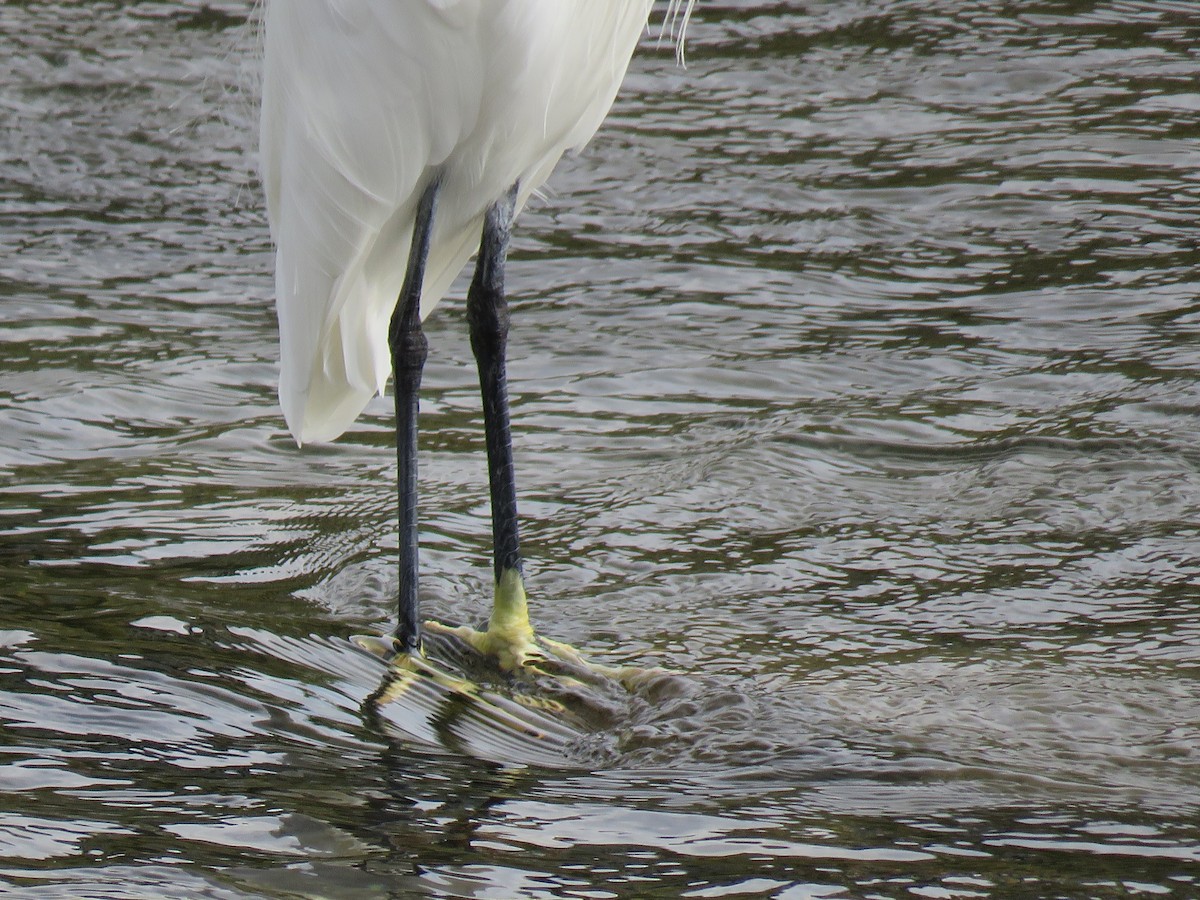 小白鷺 - ML645756844