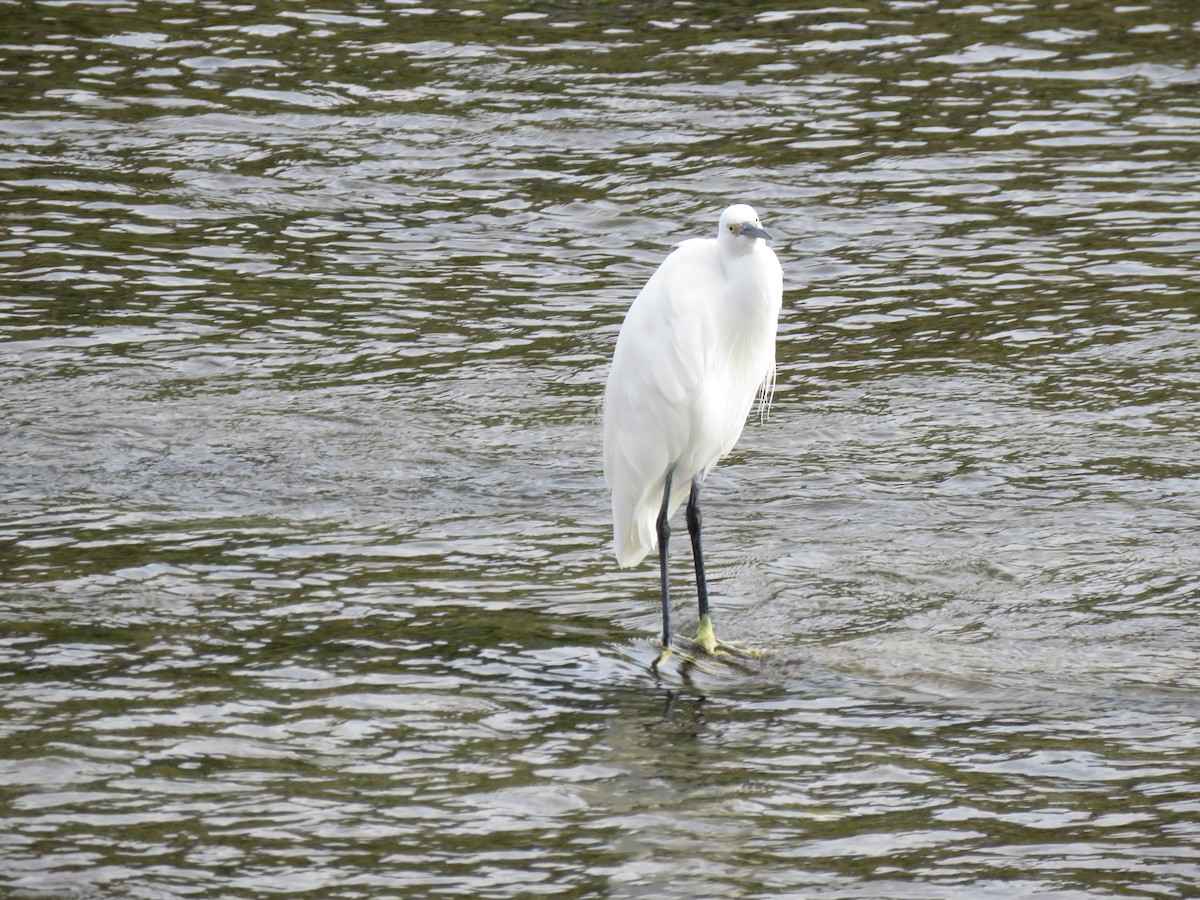 小白鷺 - ML645756845