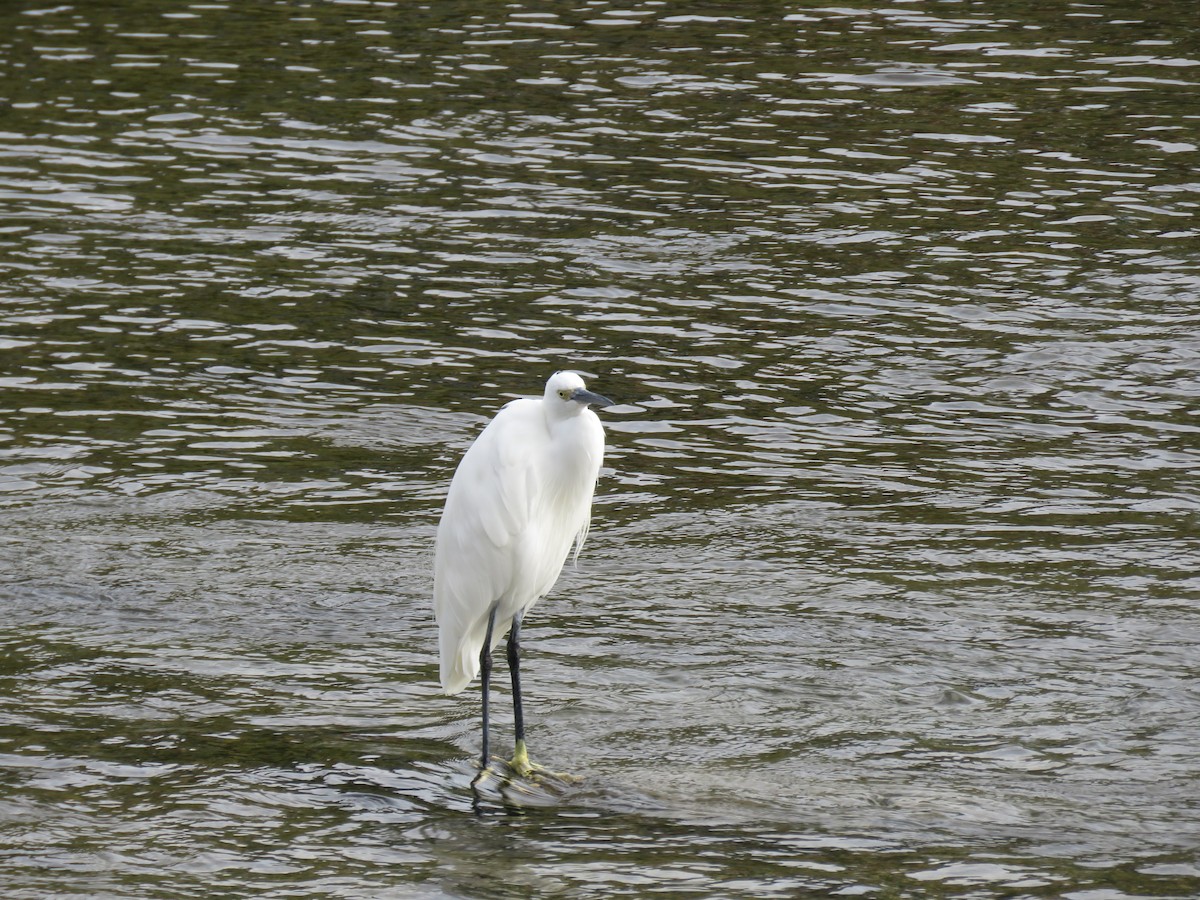 小白鷺 - ML645756846