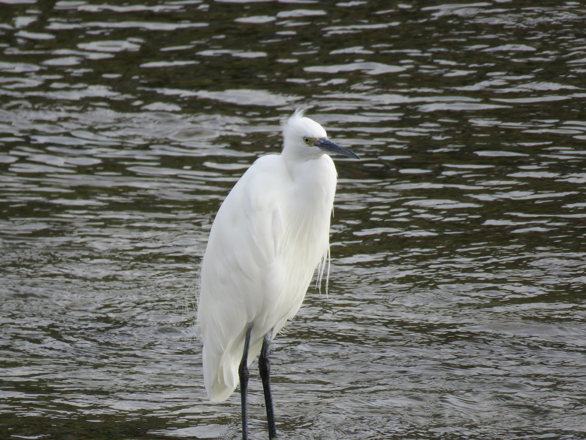 小白鷺 - ML645756847