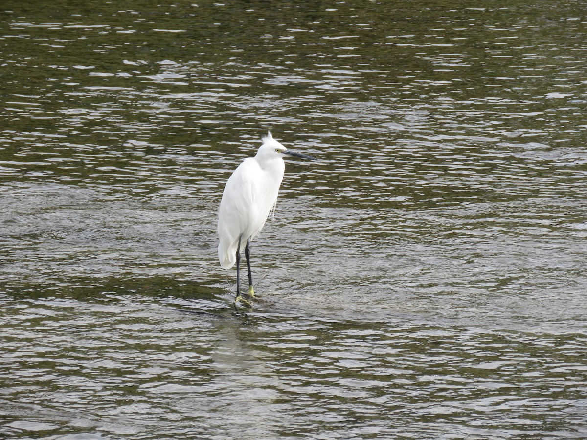 小白鷺 - ML645756848