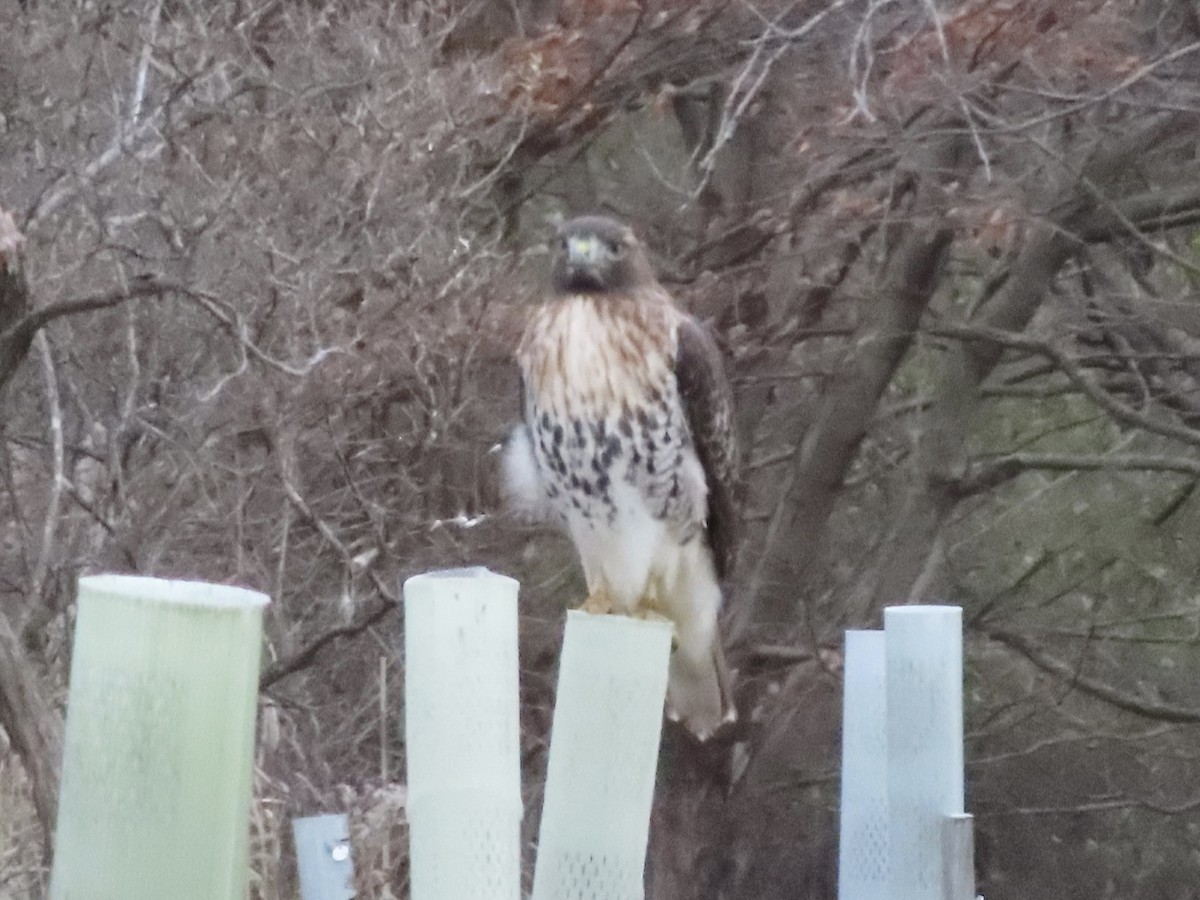 Red-tailed Hawk - ML645756859