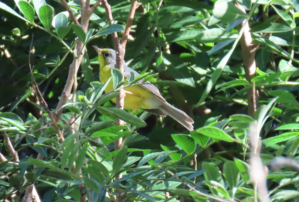 Canada Warbler - ML645756860