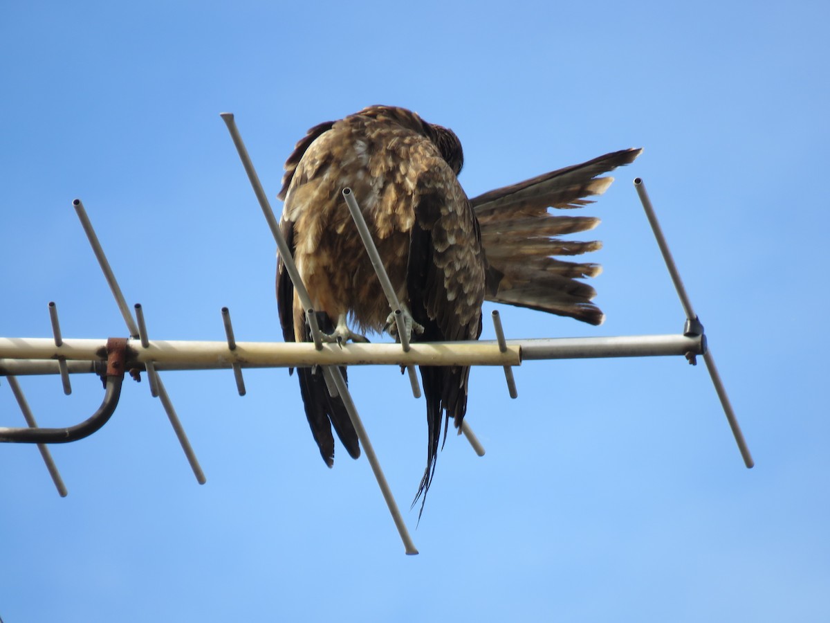 黑鳶 - ML645756864